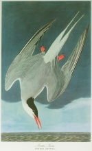 birds 17 - Artic Tern